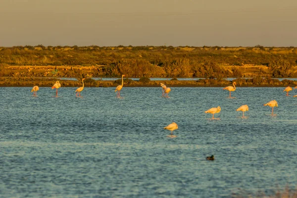 Delta de l 'Ebre Doğa Parkı, Tarragona, Katalonya, İspanya