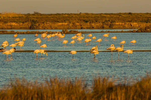 西班牙加泰罗尼亚塔拉戈纳Delta Ebre自然公园的Flamingos — 图库照片