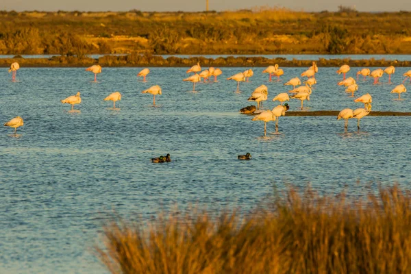 Flamingos Delta Ebre Nature Park Tarragona Katalánsko Španělsko — Stock fotografie