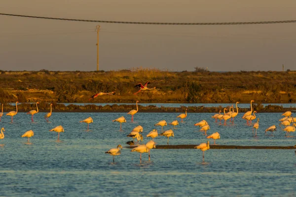 Delta de l 'Ebre Doğa Parkı, Tarragona, Katalonya, İspanya
