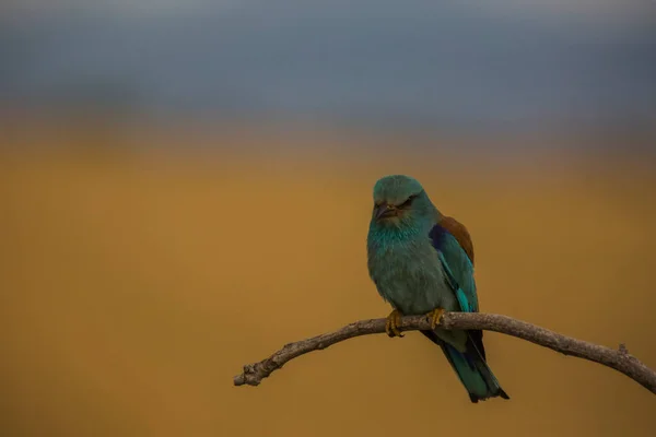 Rodillo Europeo Coracias Garrulus Montgai Lleida Cataluña España Europa — Foto de Stock