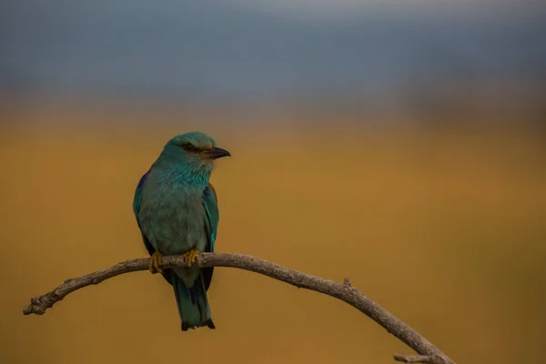 Rodillo Europeo Coracias Garrulus Montgai Lleida Cataluña España Europa —  Fotos de Stock