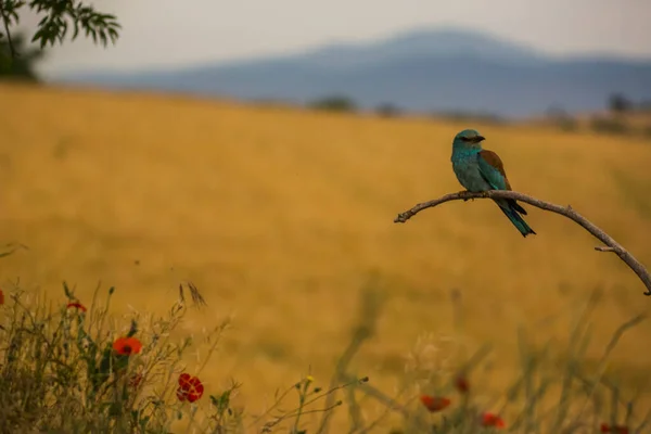 Rullo Europeo Coracias Garrulus Montgai Lleida Catalogna Spagna Europa — Foto Stock