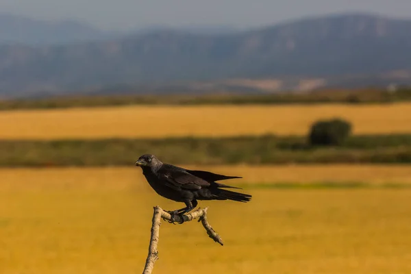 Krähen Corvus Corax Frühling Montgai Lleida Katalonien Spanien Europa — Stockfoto