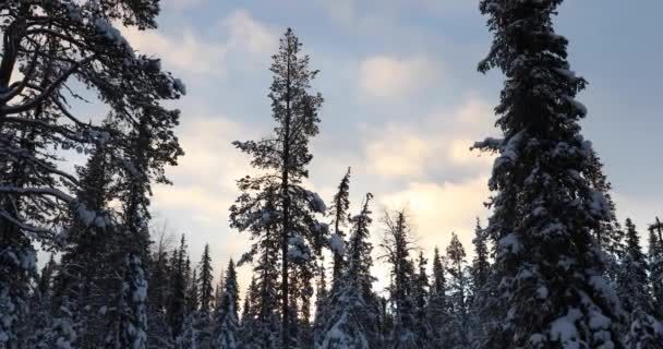 Zimowy Zachód Słońca Parku Narodowym Pallas Yllastunturi Laponia Finlandia — Wideo stockowe