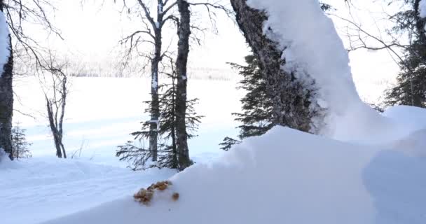 Siberian Jay Perisoreus Infaustus Heading Take Food Pallas Yllastunturi National — Stockvideo