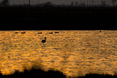 Delta de l 'Ebre Doğa Parkı, Tarragona, Katalonya, İspanya
