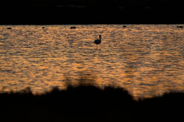 Delta de l 'Ebre Doğa Parkı, Tarragona, Katalonya, İspanya
