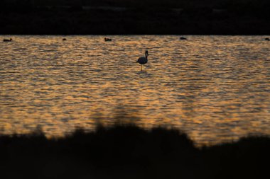 Delta de l 'Ebre Doğa Parkı, Tarragona, Katalonya, İspanya