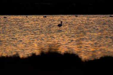 Delta de l 'Ebre Doğa Parkı, Tarragona, Katalonya, İspanya