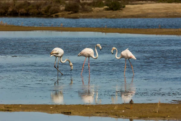 Flamingos Delta Ebre Nature Park Tarragona Katalónia Spanyolország — Stock Fotó