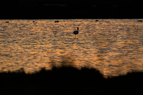 Delta de l 'Ebre Doğa Parkı, Tarragona, Katalonya, İspanya