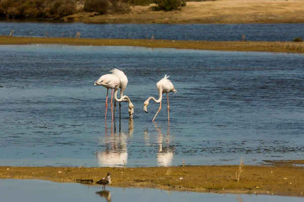 Delta de l 'Ebre Doğa Parkı, Tarragona, Katalonya, İspanya