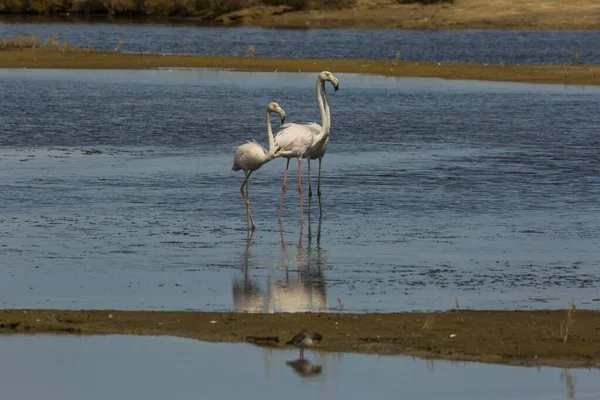 Delta de l 'Ebre Doğa Parkı, Tarragona, Katalonya, İspanya