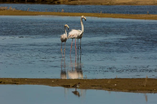 Delta de l 'Ebre Doğa Parkı, Tarragona, Katalonya, İspanya