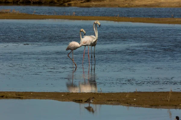 Delta de l 'Ebre Doğa Parkı, Tarragona, Katalonya, İspanya