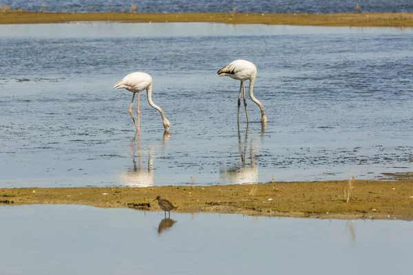 Delta de l 'Ebre Doğa Parkı, Tarragona, Katalonya, İspanya