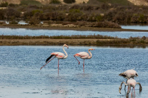 Delta de l 'Ebre Doğa Parkı, Tarragona, Katalonya, İspanya
