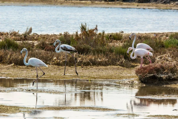 Flamingos Delta Ebre Naturpark Tarragona Katalonien Spanien — Stockfoto