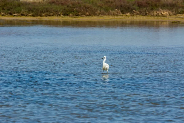 Petite Aigrette Dans Parc Naturel Delta Ebre Tarragone Catalogne Espagne — Photo