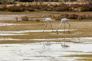 Delta de l 'Ebre Doğa Parkı, Tarragona, Katalonya, İspanya