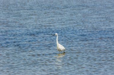 Delta de l 'Ebre Doğa Parkı, Tarragona, Katalonya, İspanya