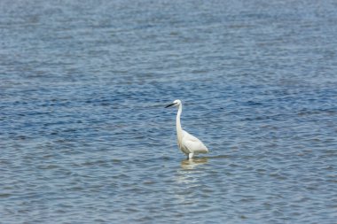 Delta de l 'Ebre Doğa Parkı, Tarragona, Katalonya, İspanya