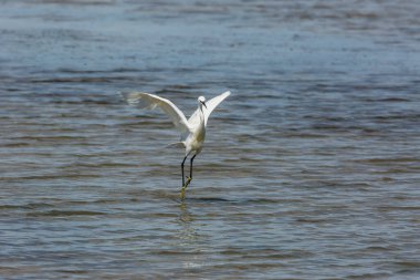 Delta de l 'Ebre Doğa Parkı, Tarragona, Katalonya, İspanya