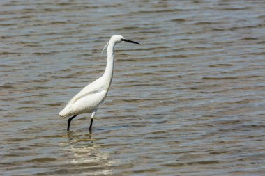 Delta de l 'Ebre Doğa Parkı, Tarragona, Katalonya, İspanya