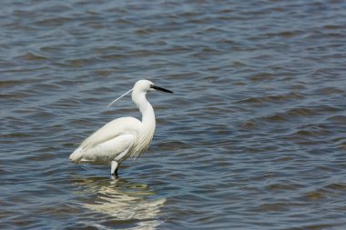 Delta de l 'Ebre Doğa Parkı, Tarragona, Katalonya, İspanya