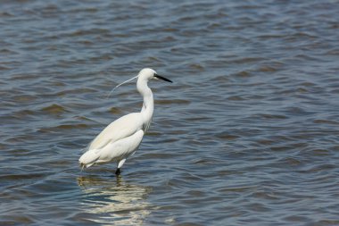 Delta de l 'Ebre Doğa Parkı, Tarragona, Katalonya, İspanya