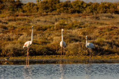 Delta de l 'Ebre Doğa Parkı, Tarragona, Katalonya, İspanya
