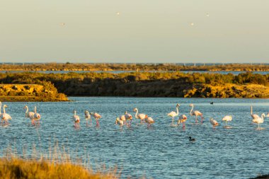 Delta de l 'Ebre Doğa Parkı, Tarragona, Katalonya, İspanya