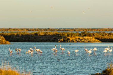 Delta de l 'Ebre Doğa Parkı, Tarragona, Katalonya, İspanya