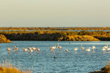 Delta de l 'Ebre Doğa Parkı, Tarragona, Katalonya, İspanya