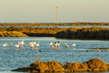 Delta de l 'Ebre Doğa Parkı, Tarragona, Katalonya, İspanya