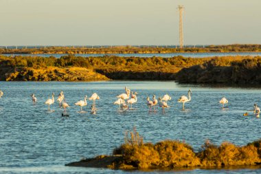 Delta de l 'Ebre Doğa Parkı, Tarragona, Katalonya, İspanya