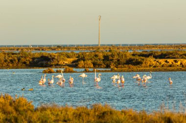 Delta de l 'Ebre Doğa Parkı, Tarragona, Katalonya, İspanya