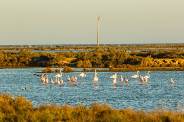 Delta de l 'Ebre Doğa Parkı, Tarragona, Katalonya, İspanya