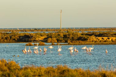 Delta de l 'Ebre Doğa Parkı, Tarragona, Katalonya, İspanya