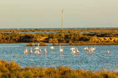 Delta de l 'Ebre Doğa Parkı, Tarragona, Katalonya, İspanya