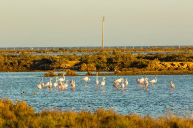 Delta de l 'Ebre Doğa Parkı, Tarragona, Katalonya, İspanya