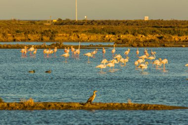 Delta de l 'Ebre Doğa Parkı, Tarragona, Katalonya, İspanya