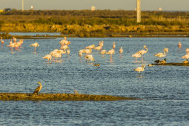 Delta de l 'Ebre Doğa Parkı, Tarragona, Katalonya, İspanya