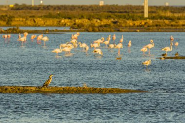 Delta de l 'Ebre Doğa Parkı, Tarragona, Katalonya, İspanya