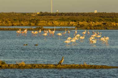 Delta de l 'Ebre Doğa Parkı, Tarragona, Katalonya, İspanya