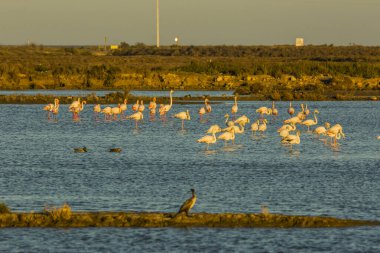Delta de l 'Ebre Doğa Parkı, Tarragona, Katalonya, İspanya
