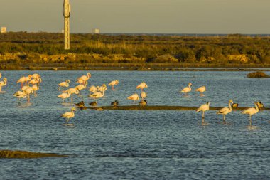 Delta de l 'Ebre Doğa Parkı, Tarragona, Katalonya, İspanya