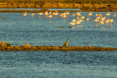 Delta de l 'Ebre Doğa Parkı, Tarragona, Katalonya, İspanya