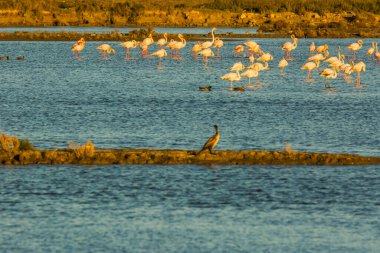 Delta de l 'Ebre Doğa Parkı, Tarragona, Katalonya, İspanya